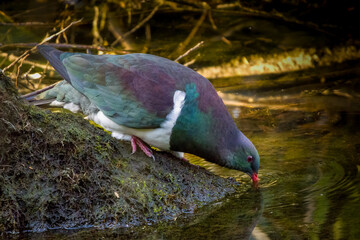 New Zealand pigeon - Hemiphaga novaeseelandiae - kereru drinking water in New Zealand. Green endemic pigeon.