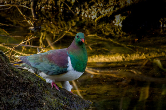New Zealand pigeon - Hemiphaga novaeseelandiae - kereru drinking water in New Zealand. Green endemic pigeon.