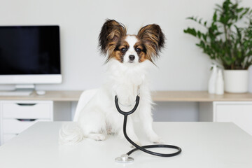 Papillon dog sitting on the table with stethoscope
