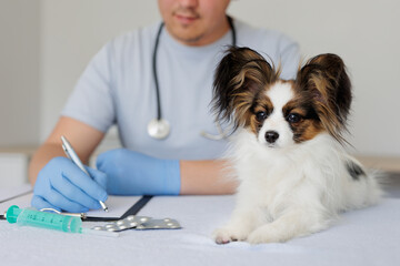 Close up of adorable papillon dog, vet doctor writing prescription on the background