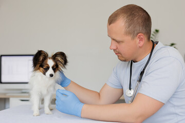 Young vet checking up the papillon dog on table in medical office