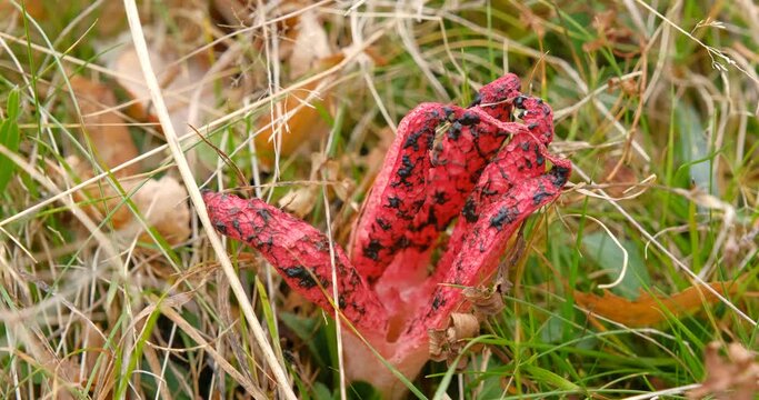 Clathrus archeri, also known as octopus stinkhorn mushroom or devil`s fingers in its natural environment, Fantanele village area, Sibiu county, Cindrel mountains, Romania