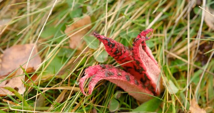 Clathrus archeri, also known as octopus stinkhorn mushroom or devil`s fingers in its natural environment, Fantanele village area, Sibiu county, Cindrel mountains, Romania