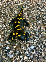 Salamander Reptile