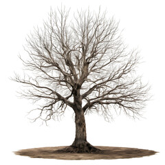 Dry tree without leaves on a transparent background.