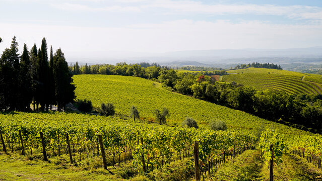 Le colline e i vigneti del Castello di Brolio sul percorso dell'Eroica . Panorama autunnale. Chianti, Toscana. Italia