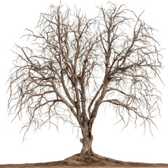 Dry tree without leaves on a transparent background.