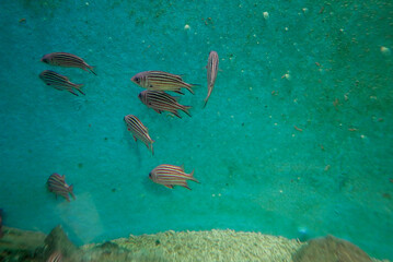 Fish swimming in aquatic medium