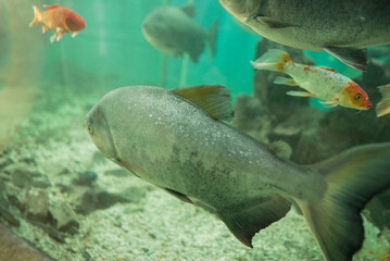 Tambaqui swimming in aquatic medium
