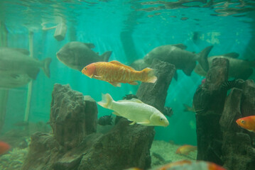 Goldfish swimming in aquatic medium