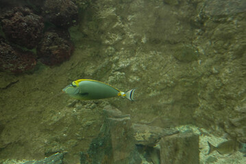 Fototapeta na wymiar Pacific orange-spine unicornfish Fish swimming in aquatic medium