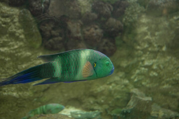 Broomtail wrasse Fish swimming in aquatic medium © abdo