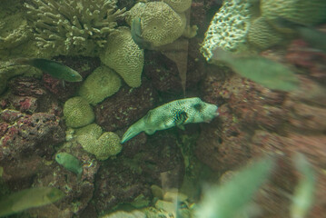 Fish swimming in aquatic medium