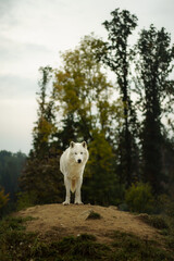 Portrait of Arctic wolf in autumn