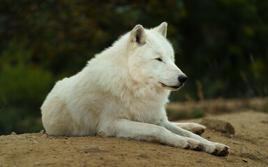 Naklejka na ściany i meble Portrait of Arctic wolf in autumn