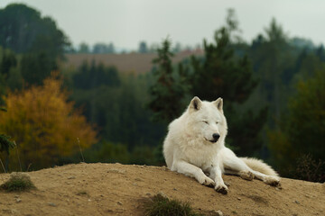 Portrait of Arctic wolf in autumn