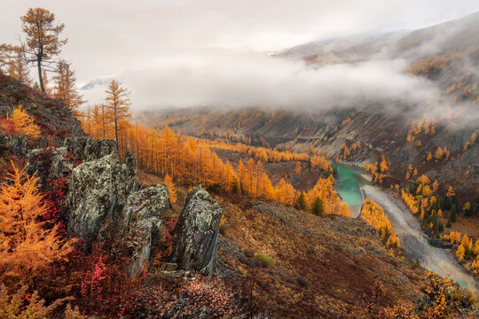 Stony steep slope and forest in dense fog. Hillside with larches trees in morning in thick low clouds. Altai in the fall, Argut river. Beautiful autumn landscape, valley, mountains, river, autumn tree