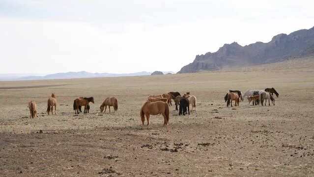 Horses on the Mongolian steppe pasture. The hills in the background. Mongolia -  04 20 2022.