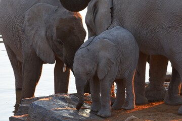 Elefantenbaby (loxodonta africana) am Wasserloch Halali im Etoscha Nationalpark in Namibia. 