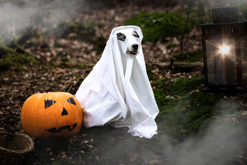 Portrait of an Australian Sheperd in Halloween costume as ghost with a pumpkin and a lantern in the woods