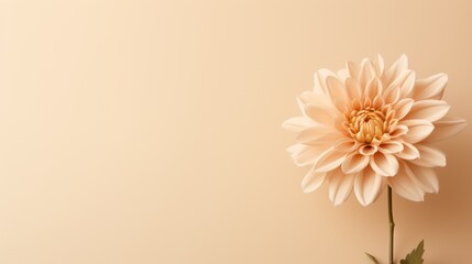 Beautiful dahlia flower on a beige background. illustration. Generative AI