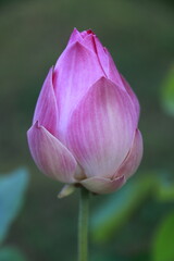 Fototapeta premium Thai Lotus#2