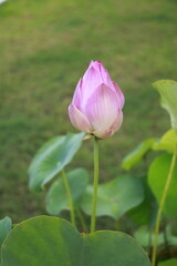 Thai Lotus#1