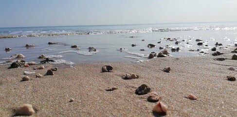 seagulls on the sand