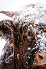 Portrait of a brown majestic Highland Cattle with horns on a snowfield in Germany in a cold winter in a snow storm
