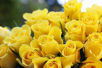 Beautiful bouquet of yellow roses outdoors, closeup