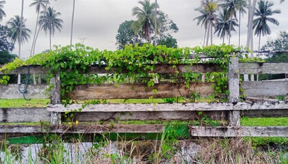 fence in the forest