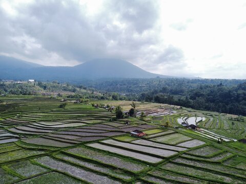 Rizi&egrave;res et volcan Bali 