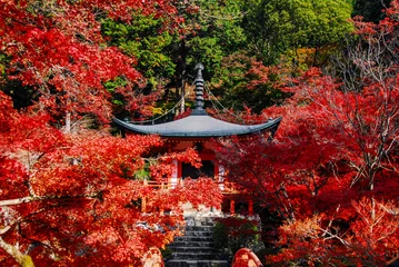Gordijnen 醍醐寺 弁天堂の紅葉（京都市伏見区醍醐） © WAWA