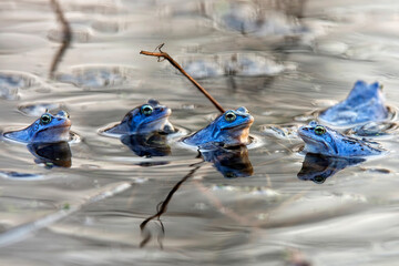 Moor frogs on the lake
