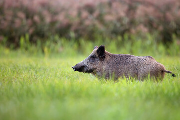 Wild boar in the wild in a clearing
