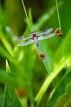 Female four-spotted chaser on sedge