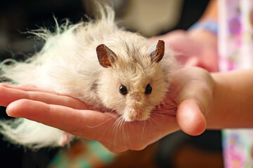 Grey Syrian hamster sitting on man's hand
