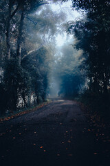 Fototapeta premium Bosco con nebbia