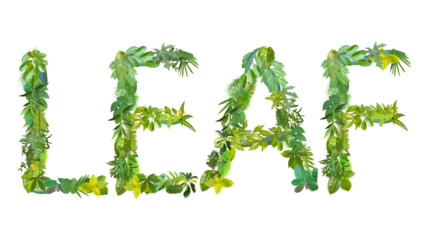 word of LEAF made from various kinds of leaves isolated on transparent background, suitable for template go green concept, PNG