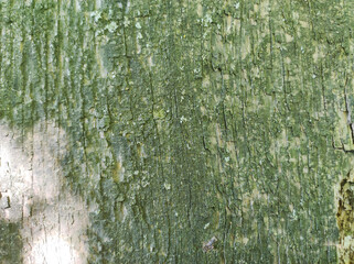  Close-up of green oak tree bark forming a natural background.