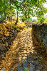 shiny golden stone paved road with stonal sidewalks and green bushes and trees on sides, stone path with green trees and pavement on outdoor landscape