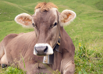 A young cow - calf wears a bell around its neck. She sits on the ground on fresh, green, juicy Alpine grass.