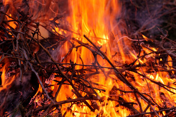 Night fire. Branches burn in flames. Wildfire.