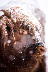 Portrait of a brown majestic Highland Cattle with horns on a snowfield in Germany in a cold winter in a snow storm
