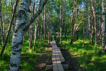 Koivusaari nature trail by Rovaniemi in Lapland, Finland