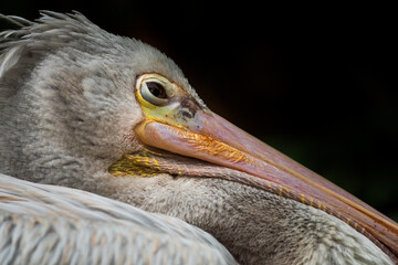 Sleeping pelican