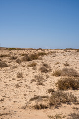 Desert landscape of white sand and desert bushes. Mountains in the background. Clear sky. Lanzarote, Canary Islands, Spain.