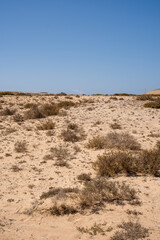 Desert landscape of white sand and desert bushes. Mountains in the background. Clear sky. Lanzarote, Canary Islands, Spain.