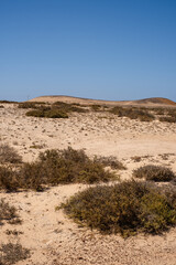 Desert landscape of white sand and desert bushes. Mountains in the background. Clear sky. Lanzarote, Canary Islands, Spain.