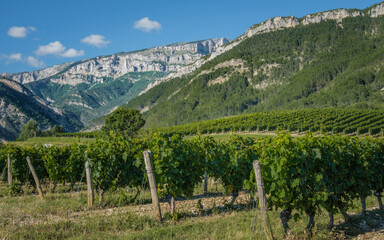 Vineyards with the Vercors mountain range in the background near Chatillon en Diois in the south of France (Drome)